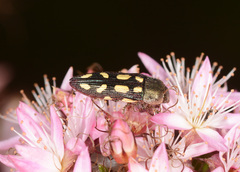Castiarina parallela