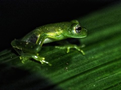 Rulyrana flavopunctata