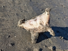 Sciaenidae