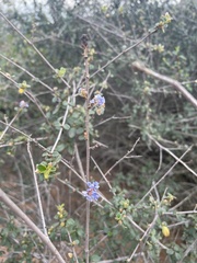 Ceanothus tomentosus
