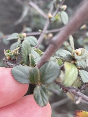 Ceanothus tomentosus