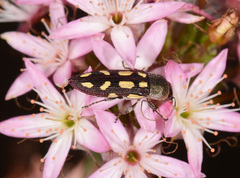 Castiarina parallela
