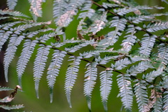 Alsophila leichhardtiana