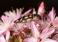 Castiarina parallela