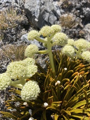 Aciphylla simplex
