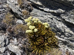 Aciphylla simplex