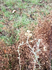 Pseudognaphalium californicum