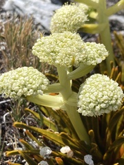 Aciphylla simplex