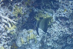 Platax boersii