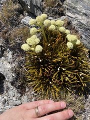 Aciphylla simplex