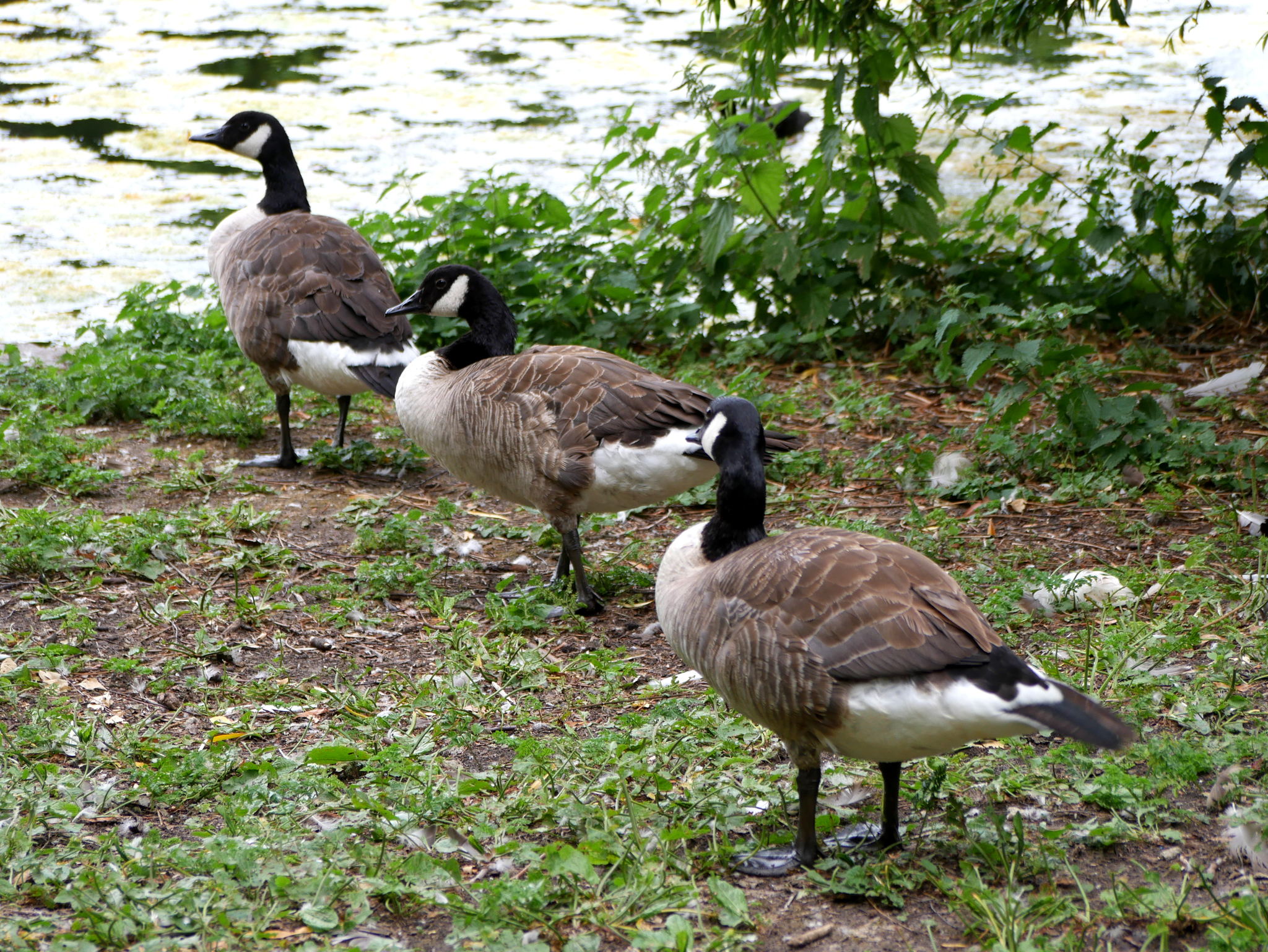 Canada Goose