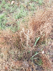 Pseudognaphalium californicum