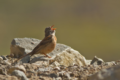 Emberiza buchanani