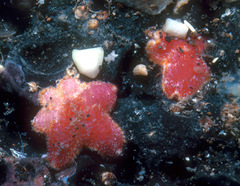 Aquilonastra anomala