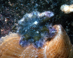 Aquilonastra anomala