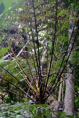Alsophila leichhardtiana