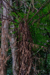 Alsophila leichhardtiana