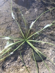 Isoetes appalachiana