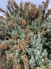 Atriplex nummularia