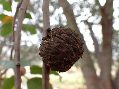 Amphibolips quercuspomiformis