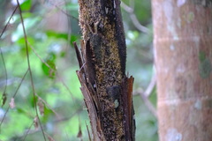Alsophila leichhardtiana