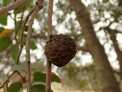 Amphibolips quercuspomiformis