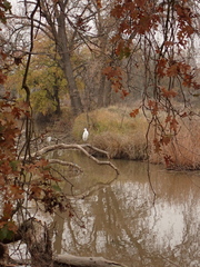 Ardea alba