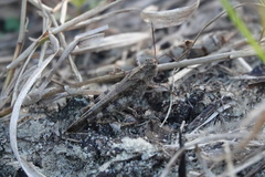 Spharagemon cristatum