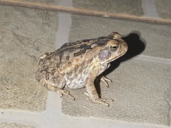 Rhinella