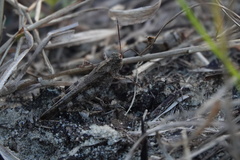 Spharagemon cristatum