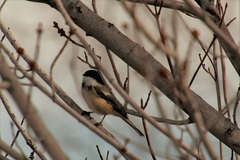 Poecile atricapillus