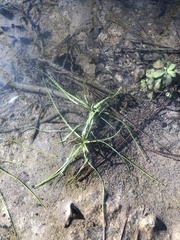 Isoetes appalachiana