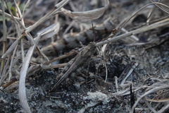 Spharagemon cristatum