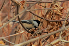 Poecile atricapillus