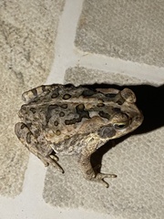 Rhinella