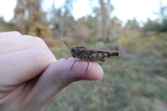 Spharagemon cristatum