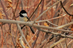 Poecile atricapillus