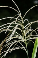 Miscanthus sacchariflorus