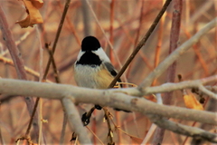 Poecile atricapillus