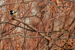 Poecile atricapillus