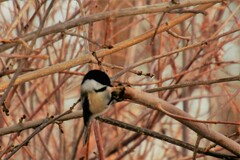 Poecile atricapillus