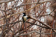 Poecile atricapillus