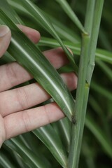 Miscanthus sacchariflorus