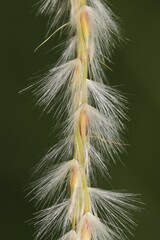 Miscanthus sacchariflorus
