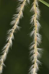 Miscanthus sacchariflorus
