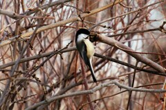 Poecile atricapillus