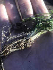 Isoetes appalachiana