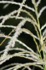 Miscanthus sacchariflorus