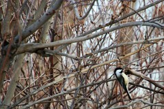 Poecile atricapillus