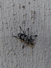 Steirastoma marmoratum